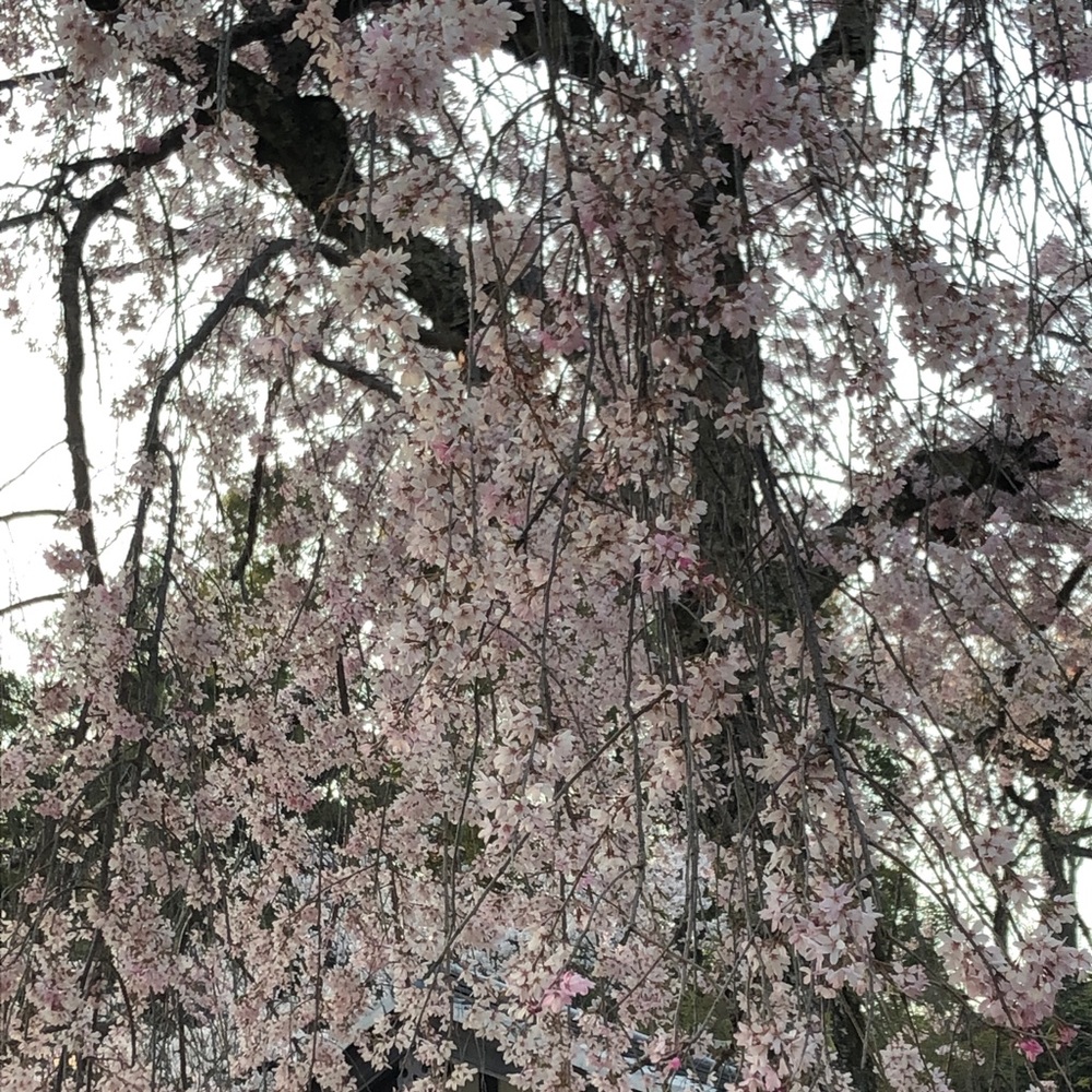 Meet your Posher, FlyPosh